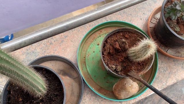 நர்சரி சீக்ரெட்/Soil mix for Cactus and Succulents/Perlite for Container Plants and Balcony Garden смотреть онлайн
