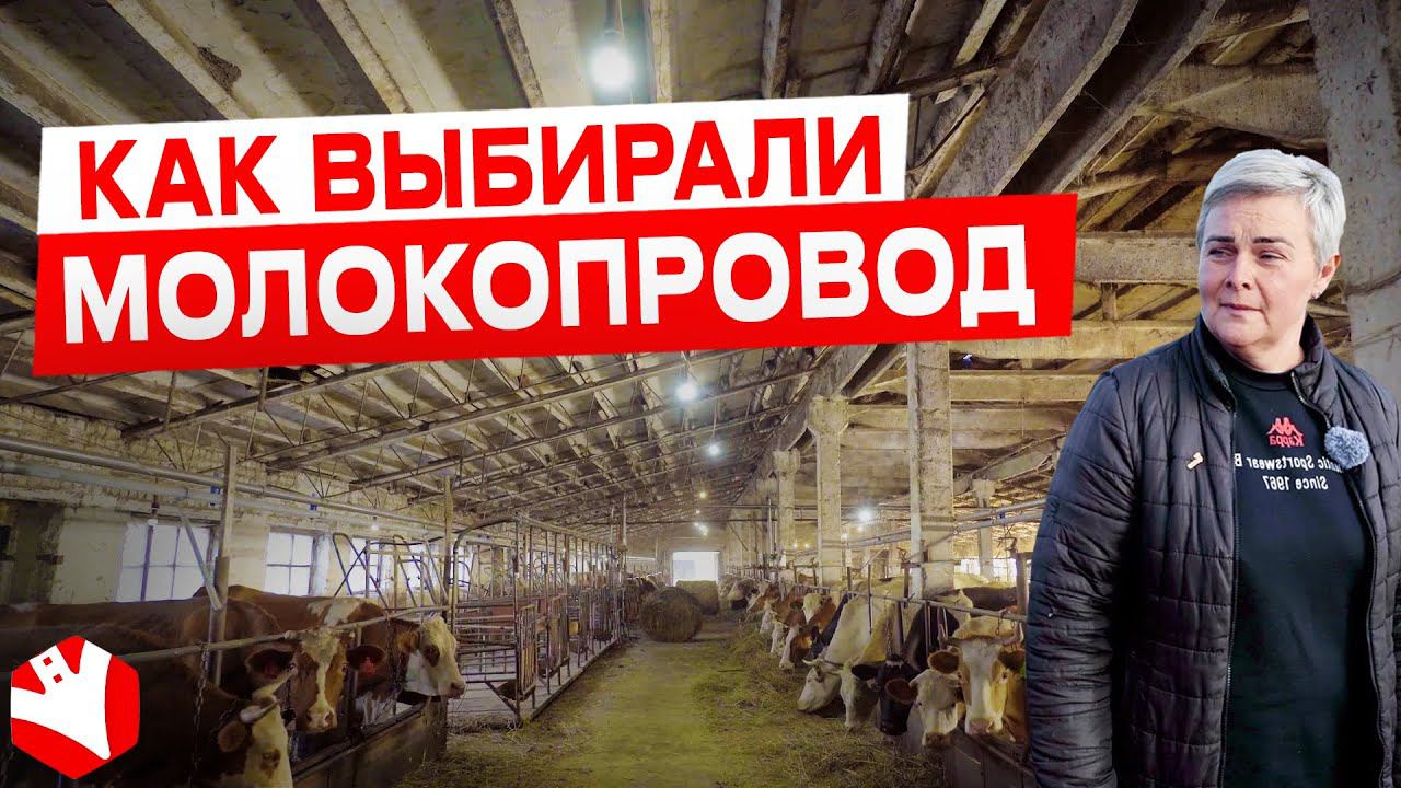 Как выбирали молокопровод | Молочное животноводство | КУЛЬТИВАТОР
