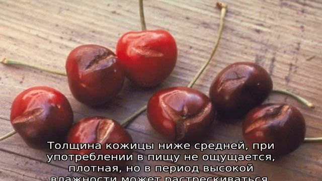 Черешня крупноплодная