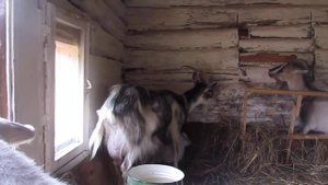 Сделал пол в козовнике