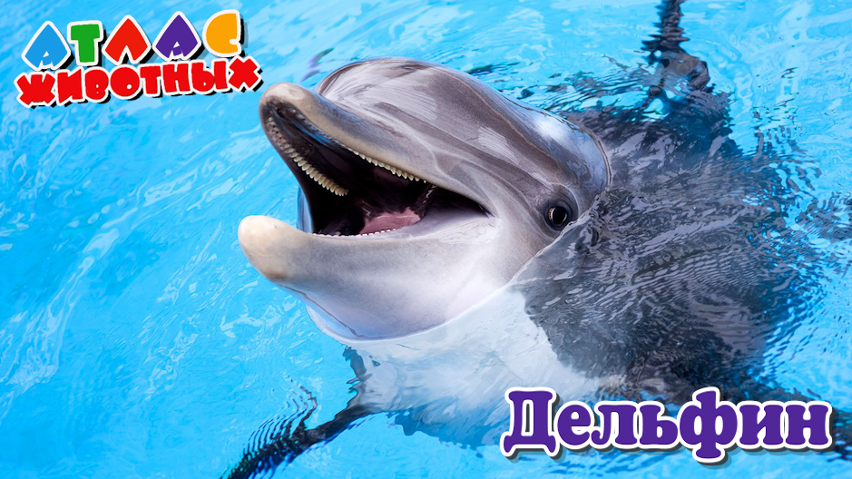 Дельфин Атлас Животных