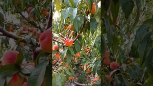 Персик "Флеминг Фьюри ПФ Лаки 13".