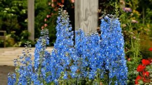 Неприхотливые цветы многолетники, которые цветут в июне.