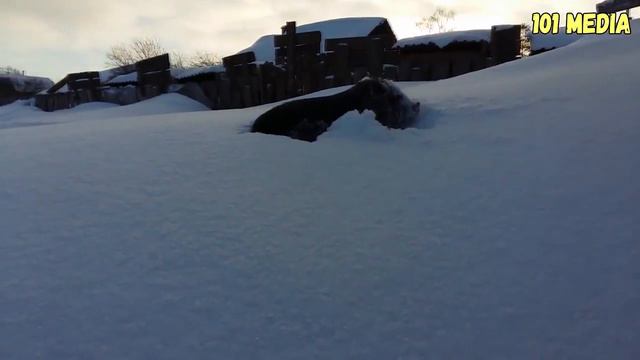 У кота яйца вылезлы на орбиту смотреть онлайн