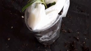 Что лучше Почта России или Сдэк? Как лучше получать посылки с растениями.