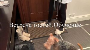 Дрессировка.Встреча гостей!С Вами кинолог Наталья Севостьянова
