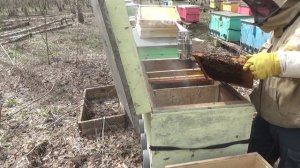 1 работа Пересадка пакета пчёл и перевод на рамку лазутина.MP4