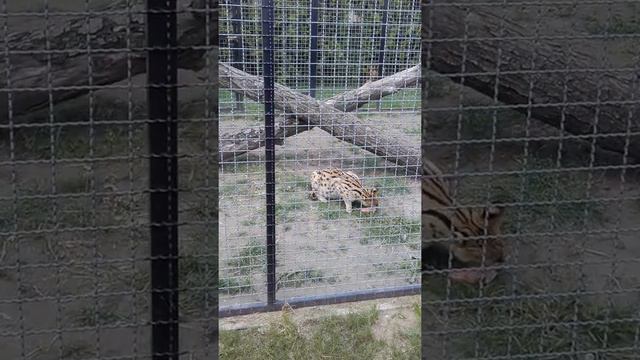 Кормление животных ...ZOO Safari Borysew / Зоо Сафари .Польша смотреть онлайн