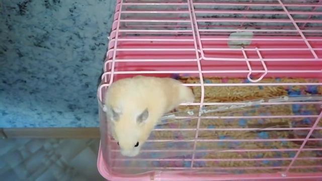 Побег хомяка смотреть онлайн