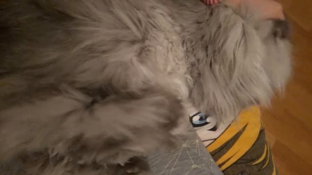 лапка дергается смотреть онлайн