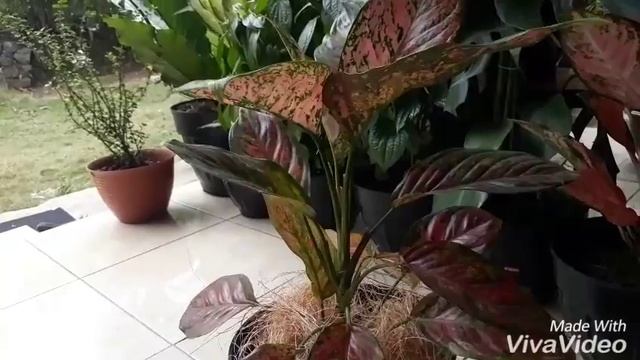 Aglaonema venus ? смотреть онлайн