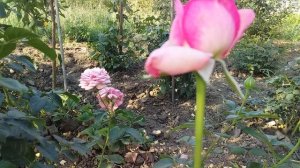 Веддинг белз чайно-гибридная роза