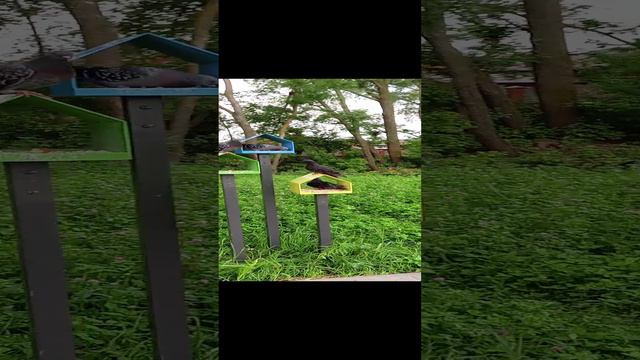 Голуби смотреть онлайн