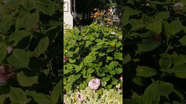 Обрезка крупнолистной гортензии