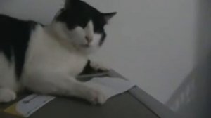 МОЙ КОТ ГОВОРИТ "МАМА"