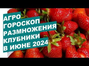 Агрогороскоп размножения клубники в июне 2024 Agrohoroscope of strawberry propagation in June 2024