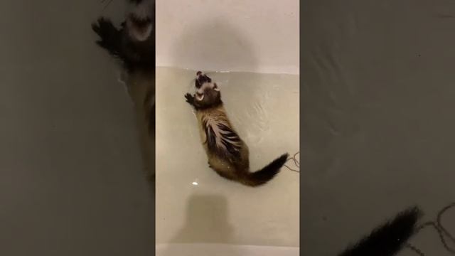 Хорёк дома- водные процедуры) смотреть онлайн