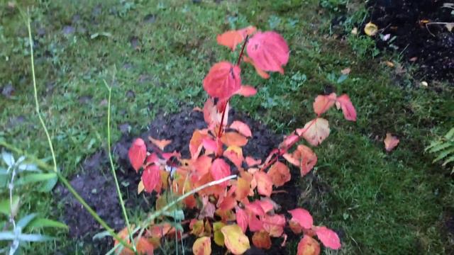 Front Garden up-date | Autumn/Winter Flowering Clematis - Freckles | Japanese Maples & more ... смотреть онлайн