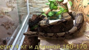 Императорский удав дома.