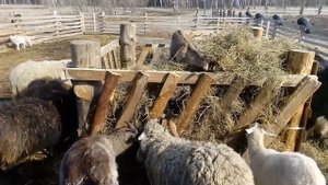 Кормушки для коз и овец