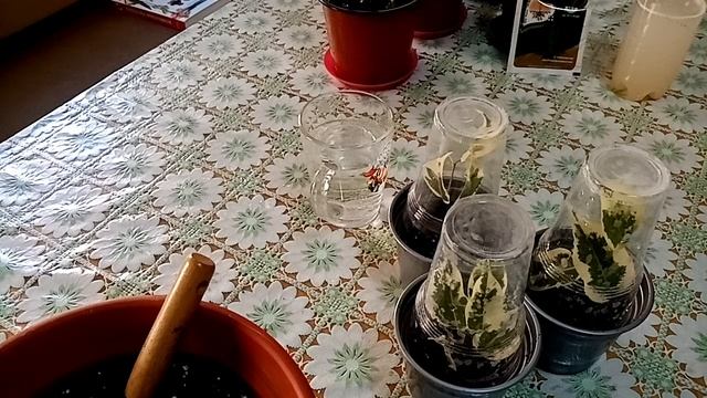 Комнатные цветы. Укореняем черенки. Часть 1. Фикусы. смотреть онлайн