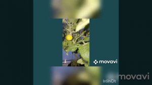 томат микрон нк и балконный красный f1
