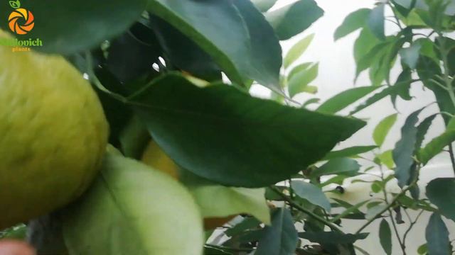 Мандарин Декопон. (Dekopon, citrus Sumo, Shiranui)