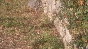 Змея охотится на крысу