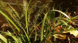 Iris foetidissima (ирис вонючий)