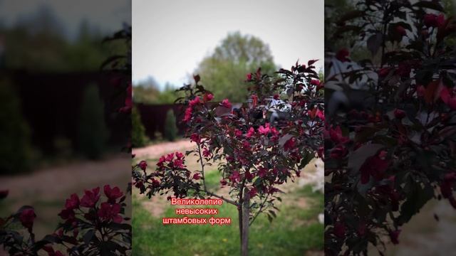 Декоративная яблоня.  Яблоня Недзвецкого.