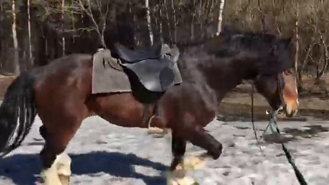 Владимирский тяжеловоз Зиф