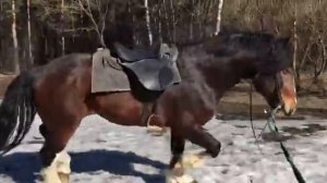 Владимирский тяжеловоз Зиф