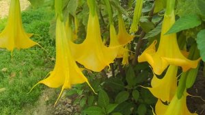 How to Brugmansia Plant / Angels trumpet flower Care and Propagate from stem cutting complete Guide