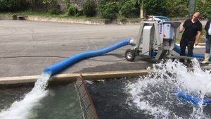 Перекачка рыбы массой 2,5 кг рыбонасосом Pescamotion 8