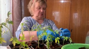 РАССАДА ПОМИДОР: уход и полив (монгольский карлик)