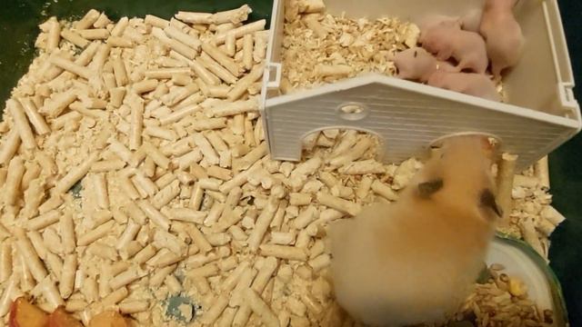 ХОМЯЧКАМ 9 ДНЕЙ (HAMSTERS ARE 9 DAYS OLD)