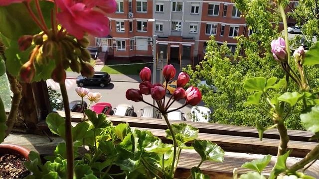 Пеларгошки. Вредные советы. смотреть онлайн