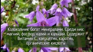 Колокольчик полевой, кратко о растении