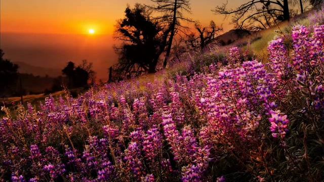 Спаситель, говори нам смотреть онлайн