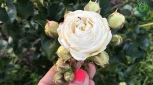 Роза Артемис /Artemis. Видео/карта. Питомник ? и ? Е. Иващенко