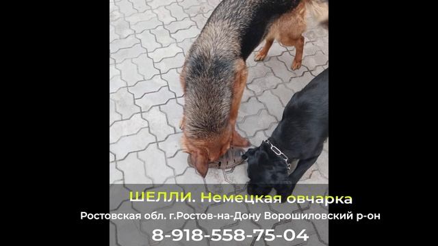 ДОМА! ШЕЛЛИ. Немецкая овчарка Ростовская обл. г.Ростов-на-Дону Ворошиловский р-он смотреть онлайн