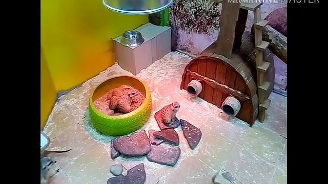 Контактный зоопарк Нижний Новгород.