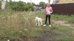 Реакция щенка НА САМОЛЕТ.