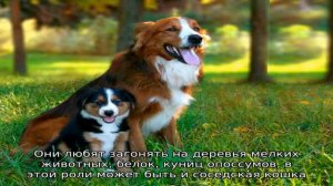 Английская овчарка