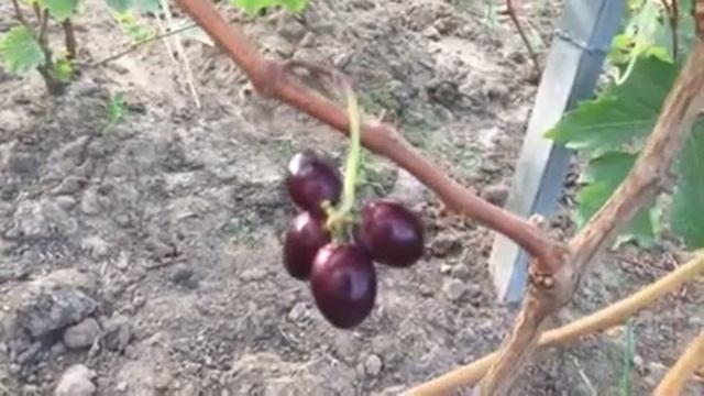 Виноград Винтаж селекции Е.Г. Павловского и немного про Велюр. 2020г смотреть онлайн