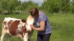 Ведение личного подсобного хозяйства. Животноводство