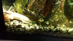 лягушка кушает и защищает корм, а ещё она ночью поёт...