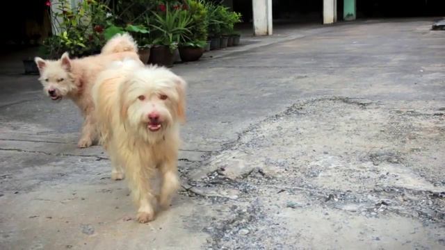 When Rabid Dogs Attack смотреть онлайн