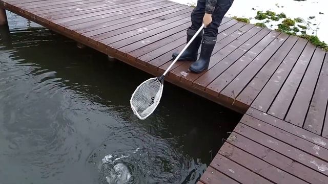 Закрытие рыбалки по открытой воде! Ловля форели на платном водоеме в рыбном!