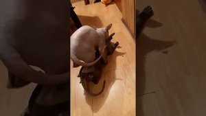 Сфинкс вязка